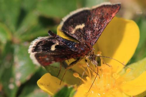 Pyrausta obfuscata